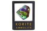 Iridescent Ammolite (Fossil Ammonite Shell) - Purples & Greens #301644-1